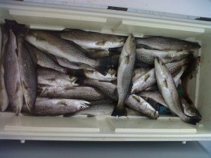 Louisiana charter fishing trout