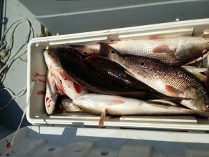 Fishing in New Orleans 