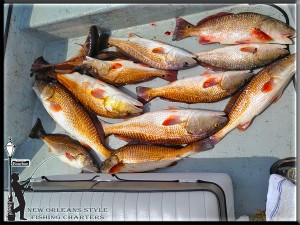 New Orleans Fishing Charter Fishing Guides Louisiana Fish Reports In NOLA